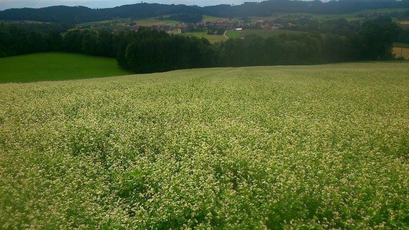 Gr�nland und Acker gesucht